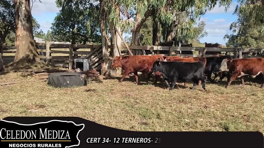 Lote 12 Terneros en Canelones, Canelones