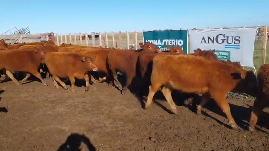 Lote 60 Terneros EN ARBOLEDAS