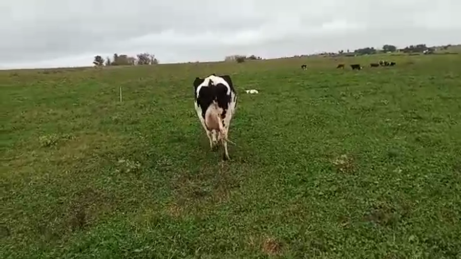 Lote 2 Piezas de cría a remate en Pantalla Camy Mayo - Desde La Cuenca 550kg - , San José