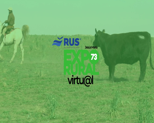 Lote VAQUILLONAS PREÑADA PP ANGUS