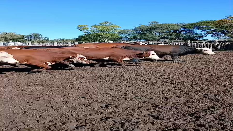 Lote 22 Vacas de invernar