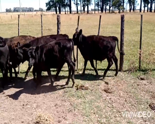 Lote 35 Terneros/as en Cañuelas, Buenos Aires
