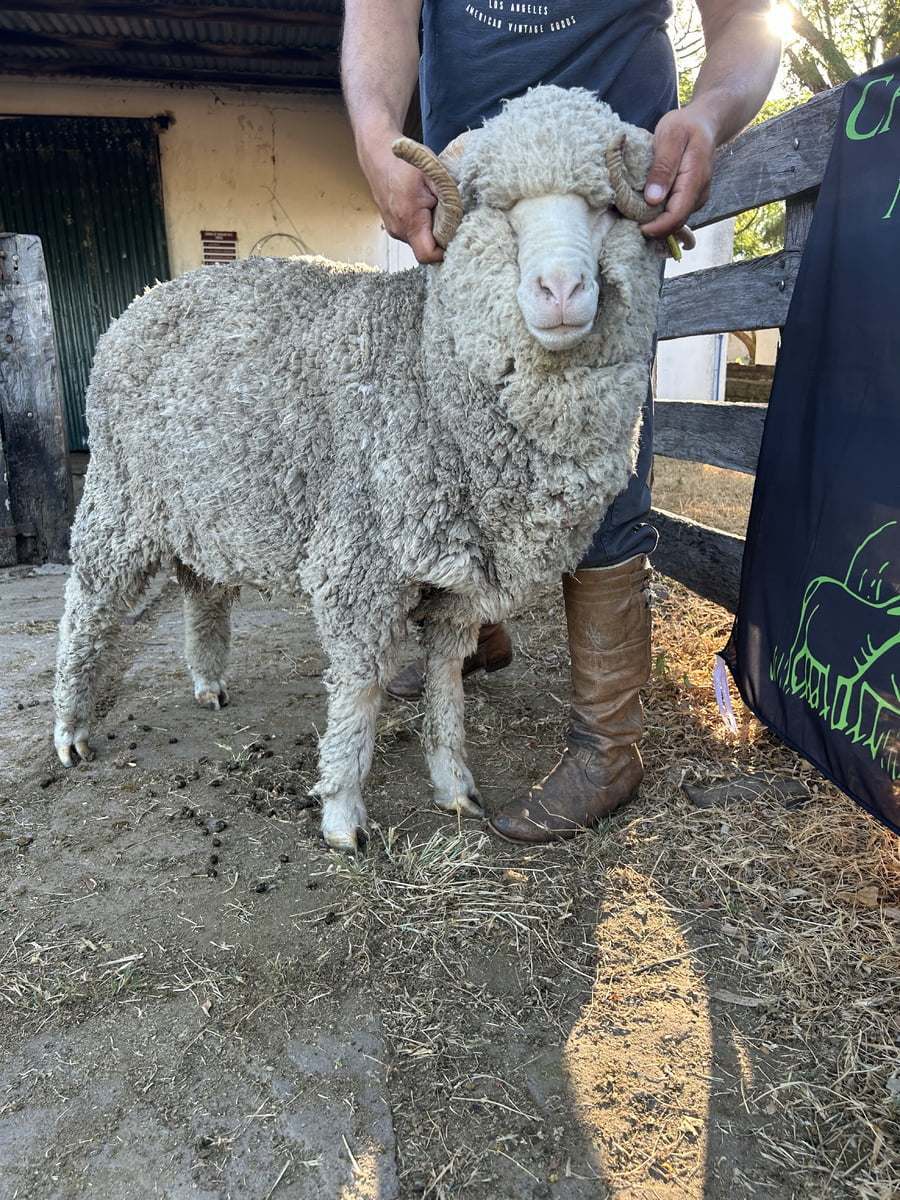 Lote Borrego 4/6D (MO: No)