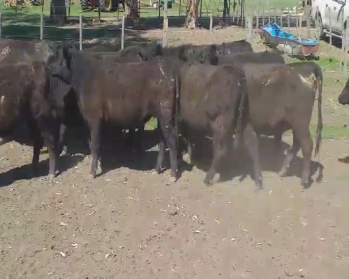 Lote 23 Vaquillonas en Buenos Aires, Pehuajó