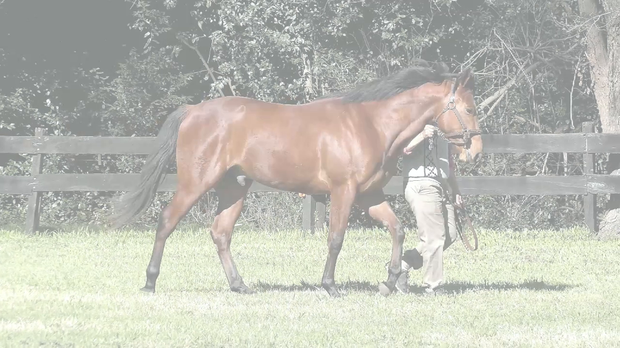 Lote QUICHE SI (SILENTIO -  QUICHE LORRAINE)