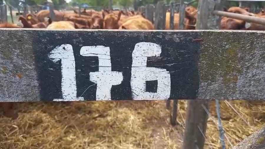 Lote "Corral 176 Vaq. Para Entorar Generales ""M y J Henderson"""