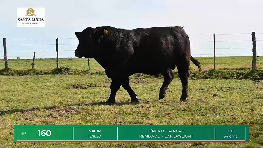 Lote TOROS ANGUS