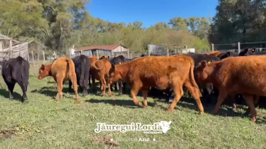 Lote 55 Terneras