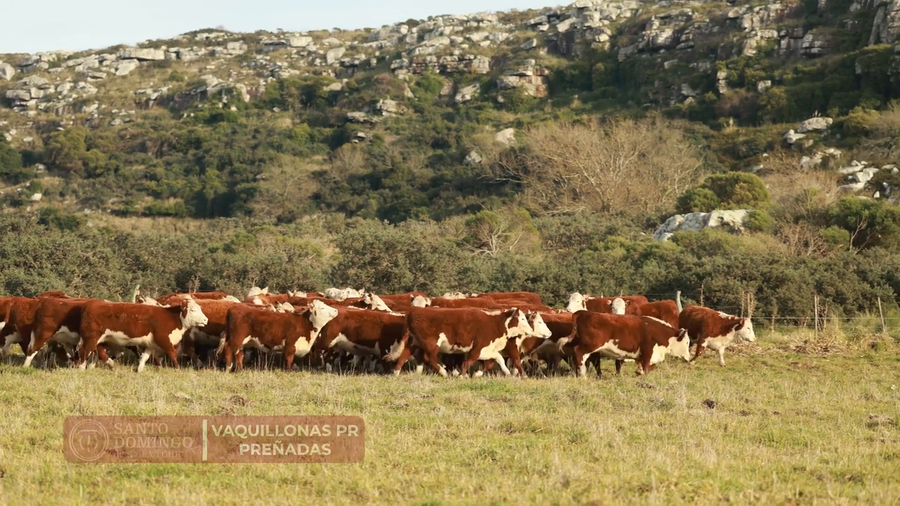 Lote ORDEN 33 VAQUILLONAS PR PREÑADAS PARICIÓN PRIMAVERA 2026