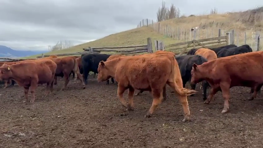 Lote 50 Novillo Engorda en Coyhaique, XI Región Aysén