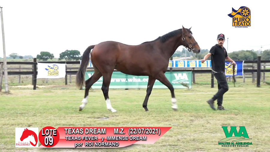 Lote TEXAS DREAM