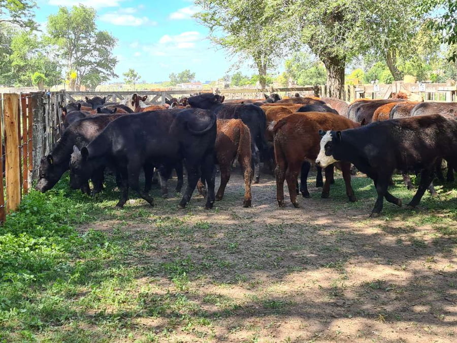 Lote 54 Novillitos en Gral. Lamadrid, Buenos Aires
