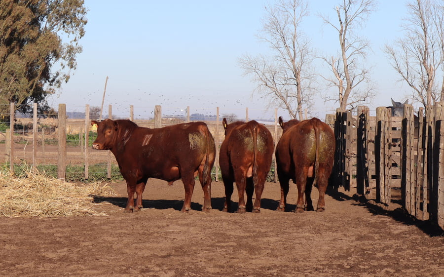 Lote TOROS PUROS CONTROLADOS
