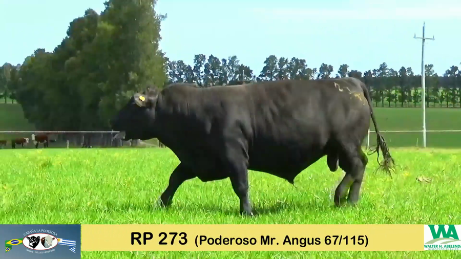 Lote PODEROSO 115/273