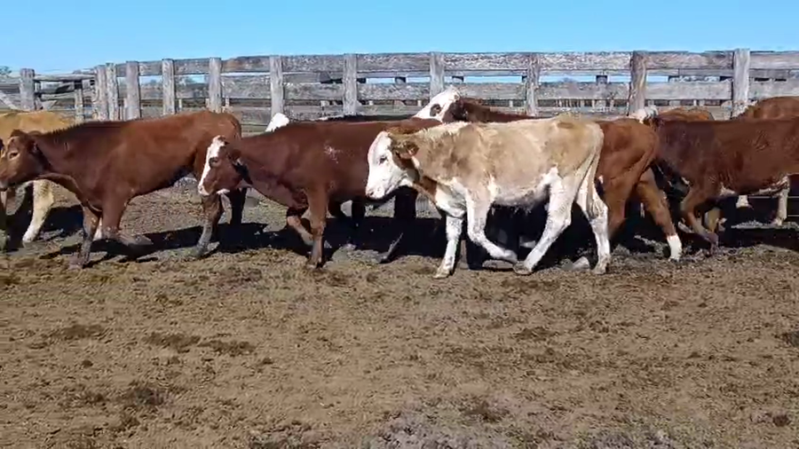 Lote 55 Novillitos en Corrientes, Curuzú-Cuatiá
