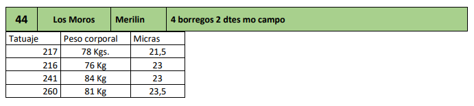 Lote 4 borregos 2 dtes mo campo