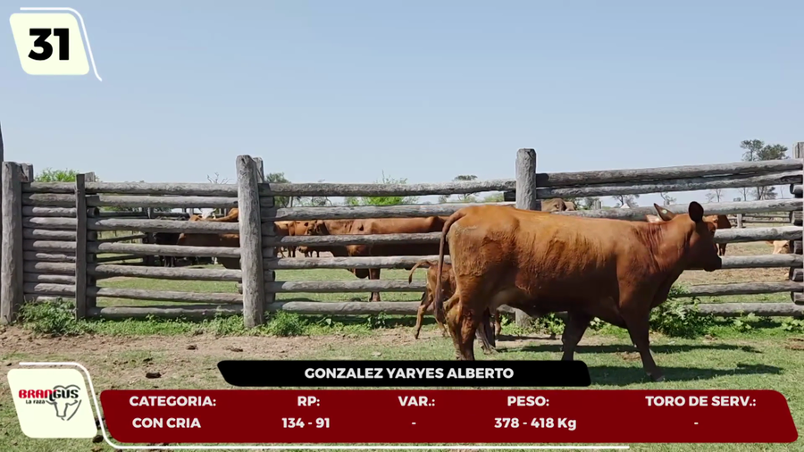 Lote LOTE 31- EN VIVO