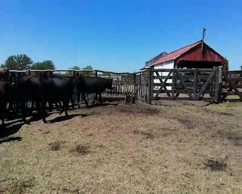 Lote 70 Terneras en Entre Ríos, Federal