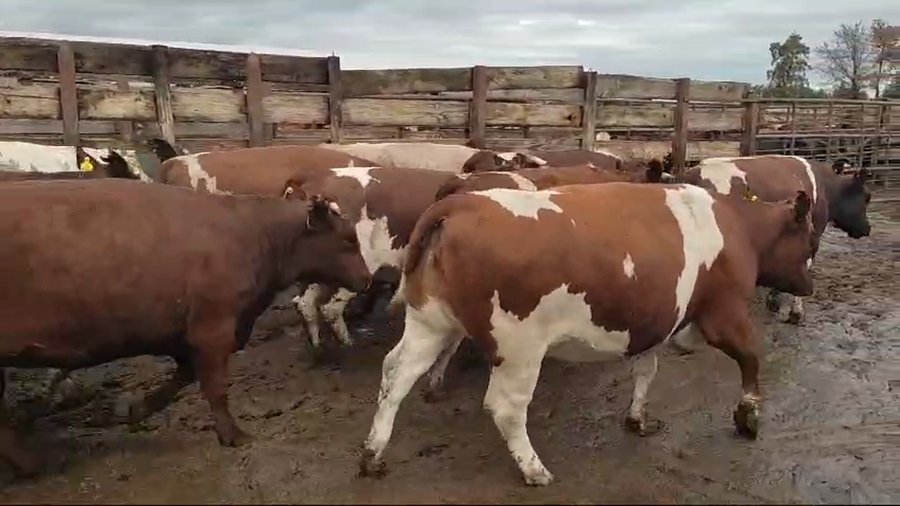 Lote 20 Vaquilla Gorda en Los Ángeles, VIII Región Biobío
