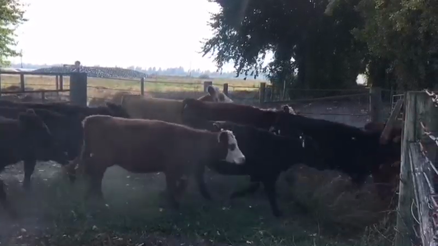 Lote 50 Vaquilla Engorda en Los Ángeles, VIII Región Biobío