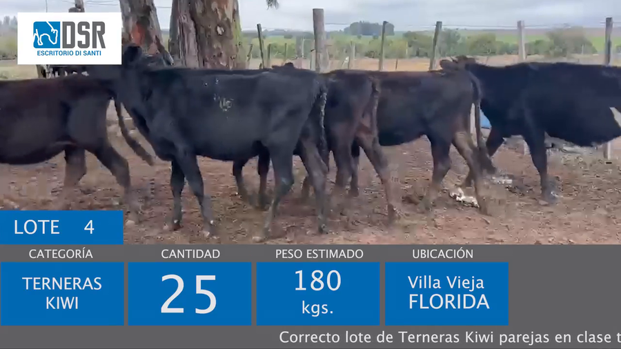 Lote 25 Terneras a remate en 400 Holando, Jersey y Kiwi 180kg - , Flores