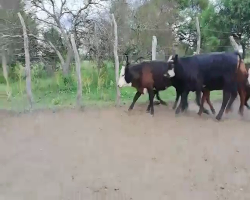 Lote 130 Terneros/as en Federal, Entre Ríos