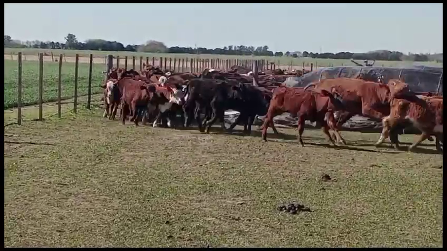 Lote 270 Terneros/as en Pavón, Santa Fe
