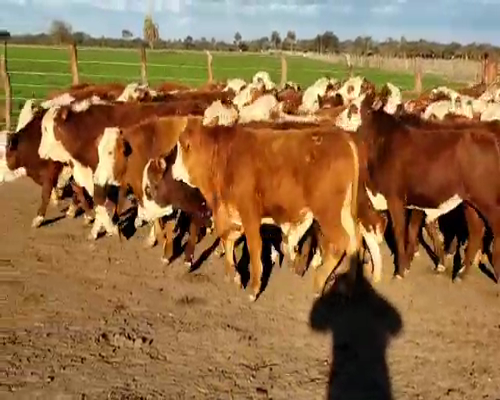 Lote 65 Terneros en Villaguay, Entre Ríos