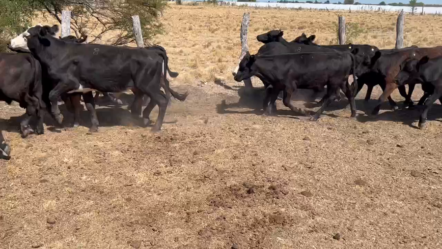 Lote 60 Novillitos en Villaguay, Entre Ríos