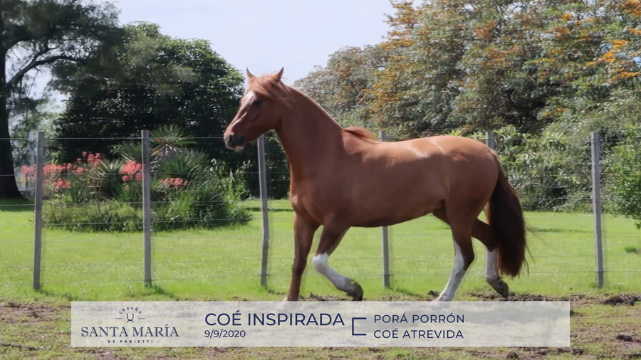 Lote RP 3399 - COÉ INSPIRADA