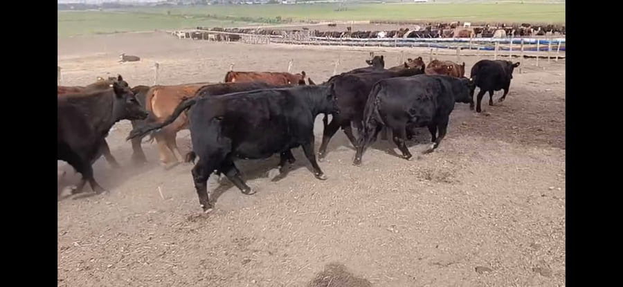 Lote 60 Vaquillonas Faena en Almafuerte, Córdoba