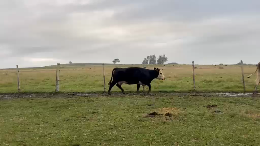 Lote VACAS PREÑADAS