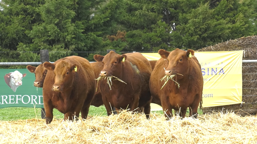Lote VAQULLONAS A. ANGUS MAS COLORADAS PREÑADAS