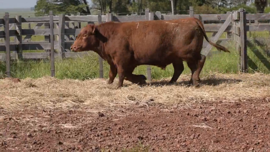 Lote 2 Toros a remate en DON PATRICIO - LIMANGUS, Salto