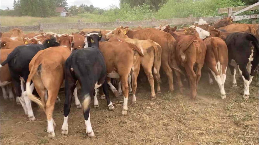 Lote 61 Vaquilla Engorda en Río Negro, X Región Los Lagos