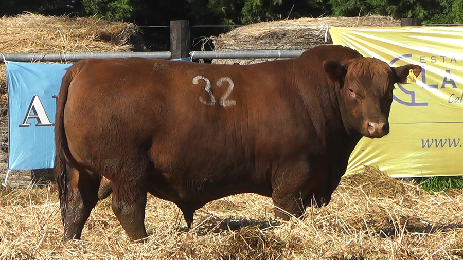 Lote TOROS ANGUS PURO CONTROLADO