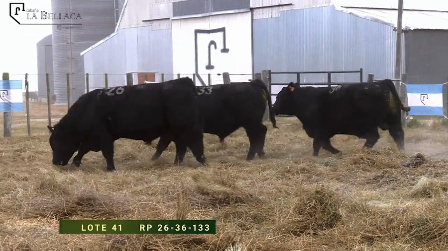 Lote TOROS PUROS CONTROLADOS