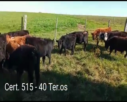 Lote (Vendido)40 Terneros  22AA - 18 AA /  HE      a remate en Remate virtual de Coco Morales & Asoc. 128kg -  en RUTA 2 KM 178 A 8 KM DE CARDONA