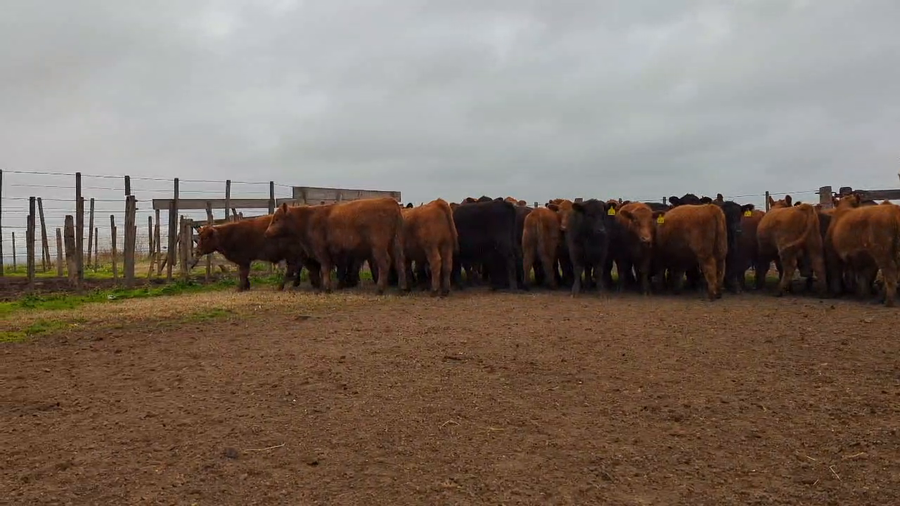 Lote 42 Terneros