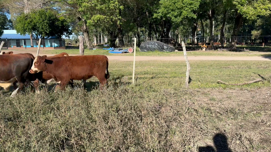 Lote 60 Terneros