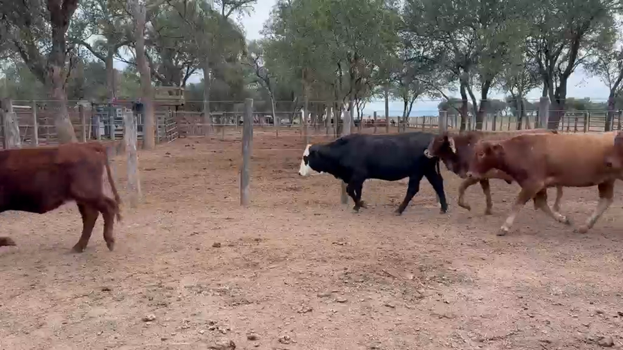 Lote 200 Vaquillonas en Salta, Salta