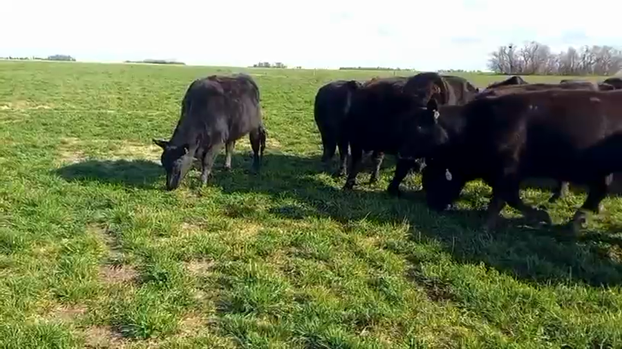 Lote 20 Vaquillonas preñadas en Buenos Aires, Chacabuco