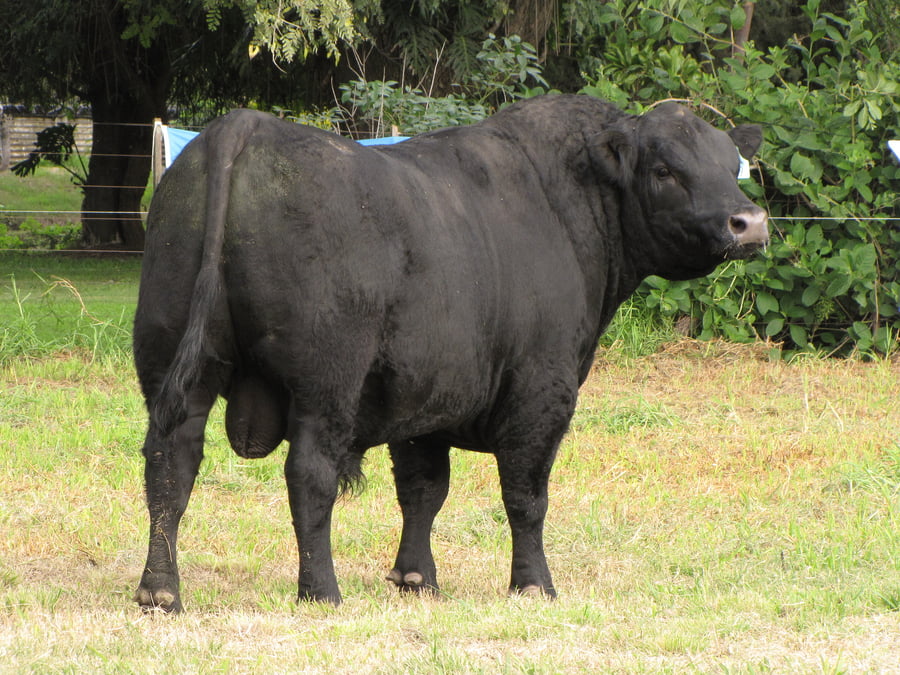 Lote CABAÑA COEMBOTÁ: RP 219