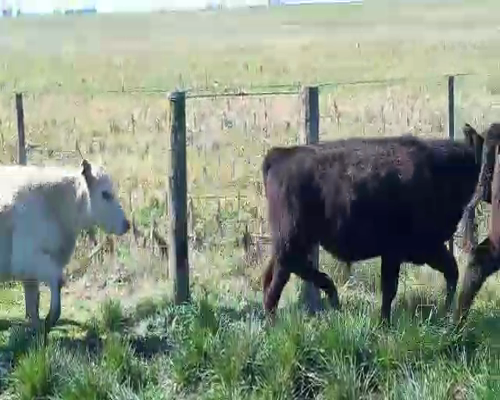 Lote 31 Terneros en Buenos Aires, Laprida