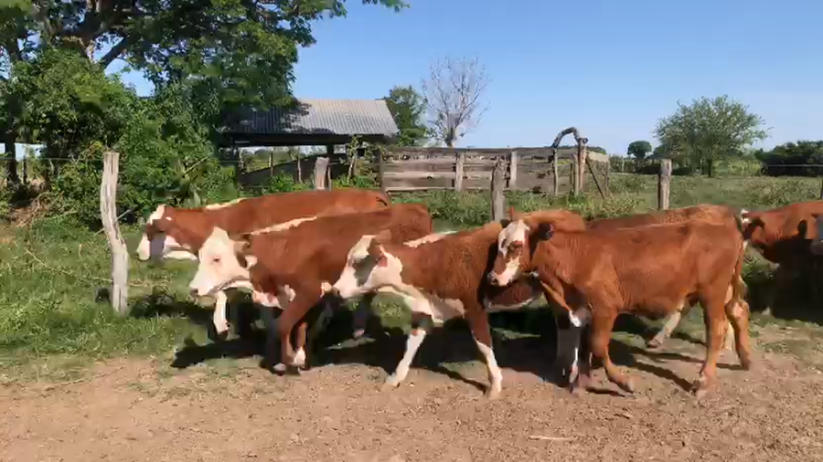 Lote 110 Terneras en Corrientes, San Roque