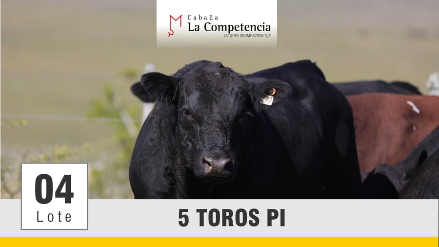 Lote (Vendido)Toros a remate en Subasta Toros de La Competencia, Montevideo