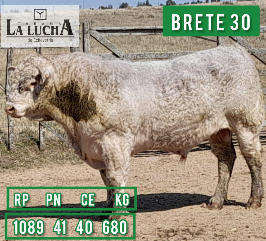 Lote TOROS CHAROLAIS PI