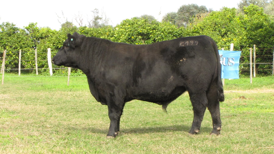 Lote CABAÑA COEMBOTÁ: RP 199