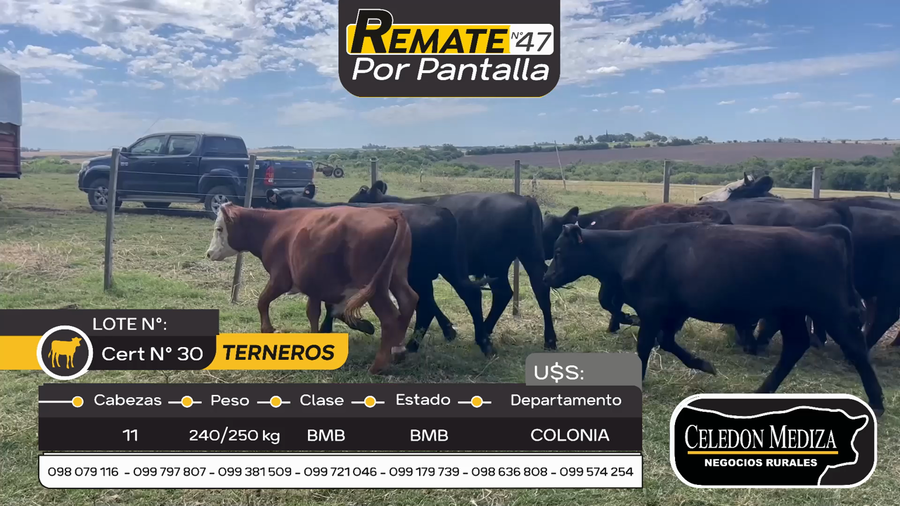 Lote 11 Terneros en Palo Solo , Colonia