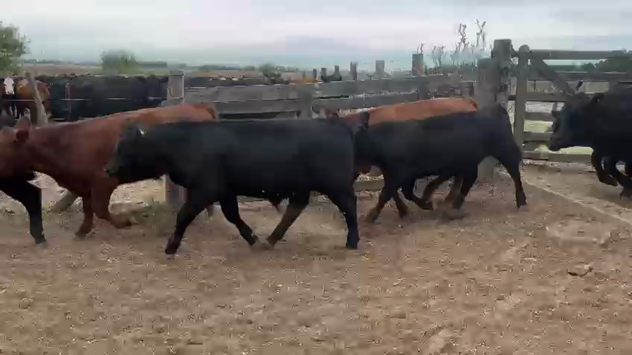 Lote 41 Terneros